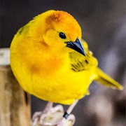 Taveta Golden Weaver