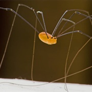 Granddaddy Long Legs