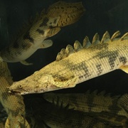 Saddled Bichir