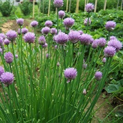 Chive