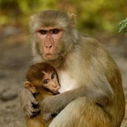 Rhesus Macaques