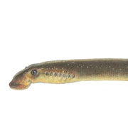 American Brook Lamprey