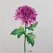 November-Chrysanthemum