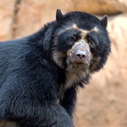 Andean Bear