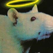 Good Rats - The Good Rats