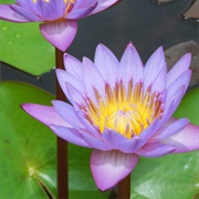Water Lily - Blue Lotus