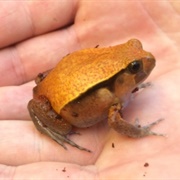 Tomato Frog