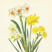 March-Daffodil/Jonquil