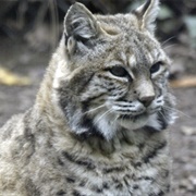 Bobcat