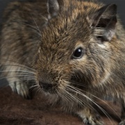 Degu