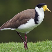 Masked Lapwing