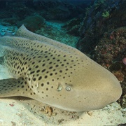 Zebra Shark