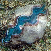 Giant Clam Sanctuary