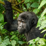 Bwindi Impenetrable National Park