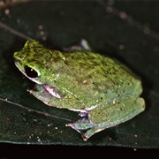 African Tree Toad