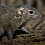 Northern Tree Shrew