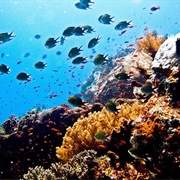 Scuba Dive on the Coral Triangle