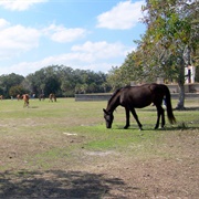 Cumberland Island