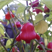 Bishop&#39;s Crown Pepper