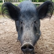 Ossabaw Island Hog