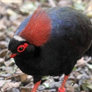 Crested Wood Partridge