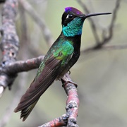 Rivoli&#39;s Hummingbird