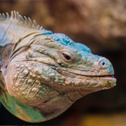 Grand Cayman Blue Iguana