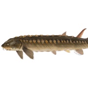 Shortnose Sturgeon