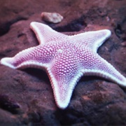 Sea Star