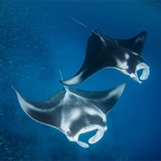 Manta Rays of German Channel