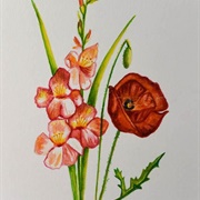 August-Gladiolus/Poppy