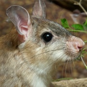 Malagasy Giant Jumping Rat