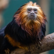 Golden-Headed Lion Tamarin