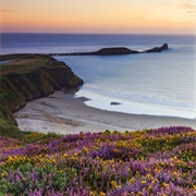 Rhossili Bay, Whales