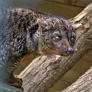 African Palm Civet