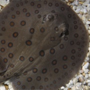 Freshwater Stingray