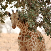 Koure Giraffe Reserve