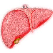 Liver Ornament