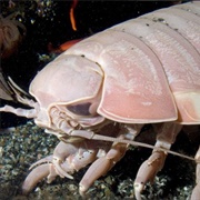 Giant Isopod