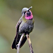 Amethyst-Throated Mountain-Gem