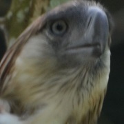 Phillipine Eagle