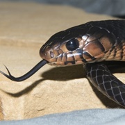 Eastern Indigo Snake