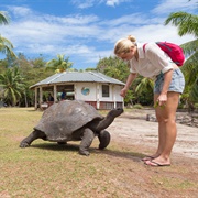 Tortoises of Ille Moyenne or Curieuse