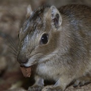 Rock Cavy