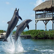 Dolphin Research Center