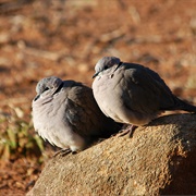 Laughing Dove