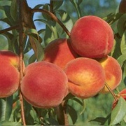 Loring Peach