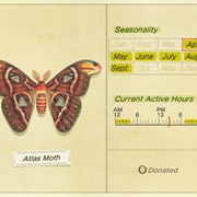 Atlas Moth