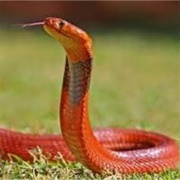 Red Spitting Cobra