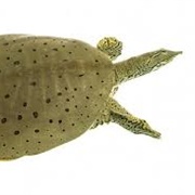 Soft Shelled Turtle